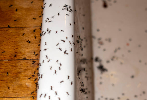 Best Emergency Pest Control  in Phenix City, AL